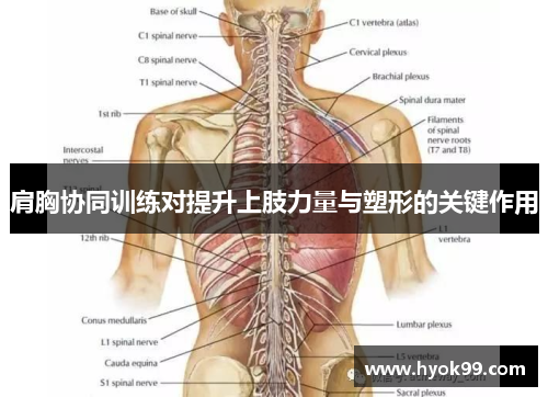 肩胸协同训练对提升上肢力量与塑形的关键作用